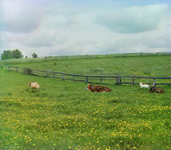 Коровы в поле.