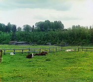 Коровы в поле.