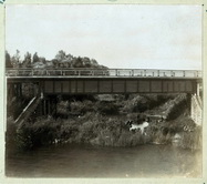 Остатки свай французского моста через реку Колочь у деревни Горки.